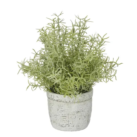 SPRENGER FERN 30CM IN POT 11X10CM