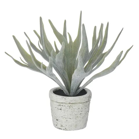 STAGHORN FERN 21CM IN POT 8X7CM