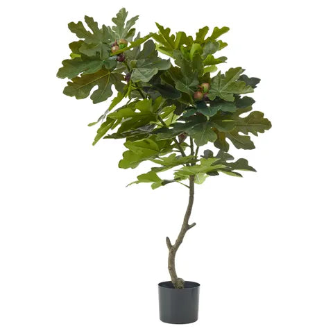 FIG TREE RT 140CM W POT 17X14.5CM