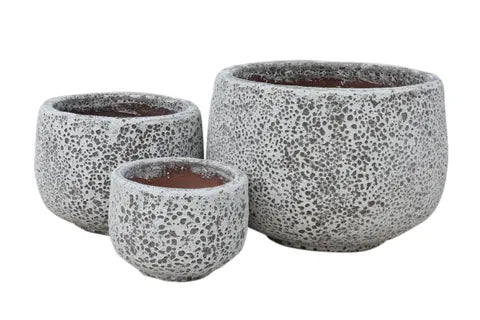 GORGEIA SQUAT ATLANTIS PLANTER