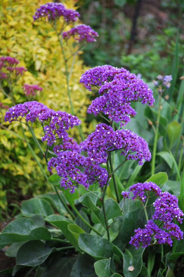 LIMONIUM PEREZII
