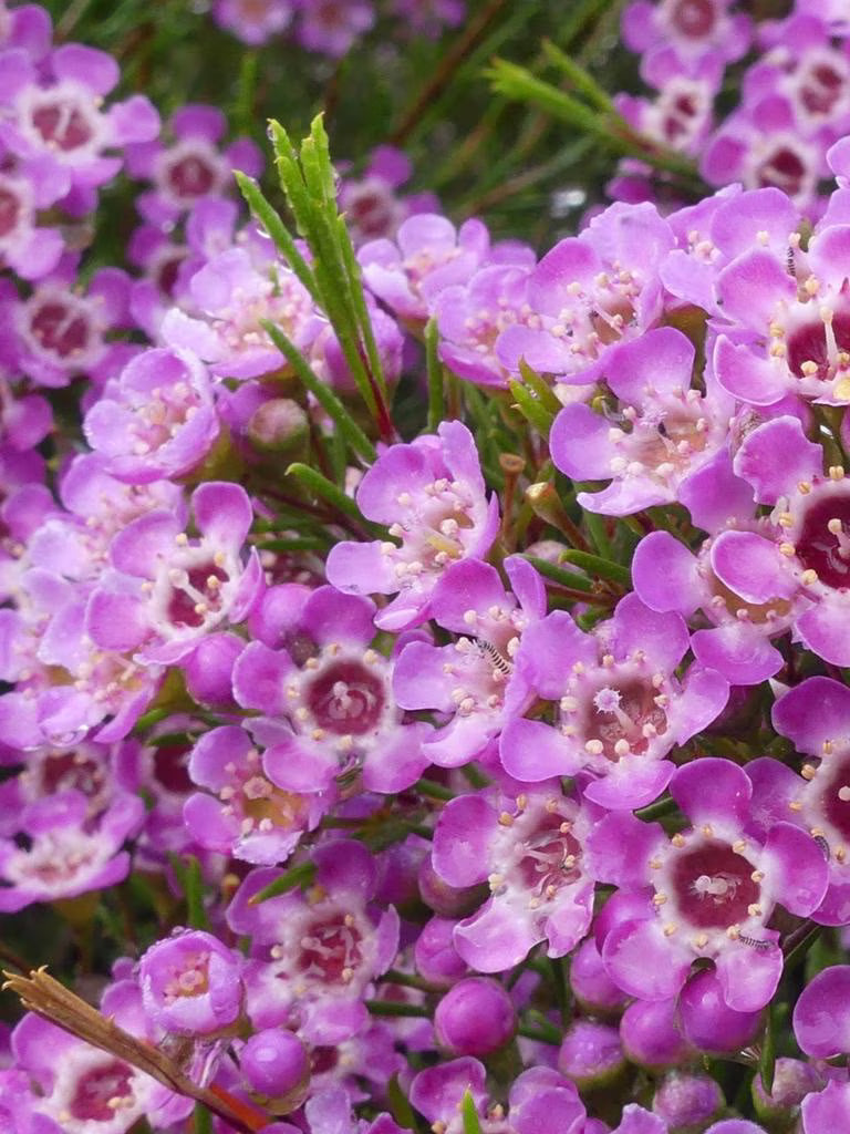 CHAMELAUCIUM 'NINA'S DELIGHT' GERALDTON WAX