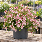 DIASCIA BARBERAE
