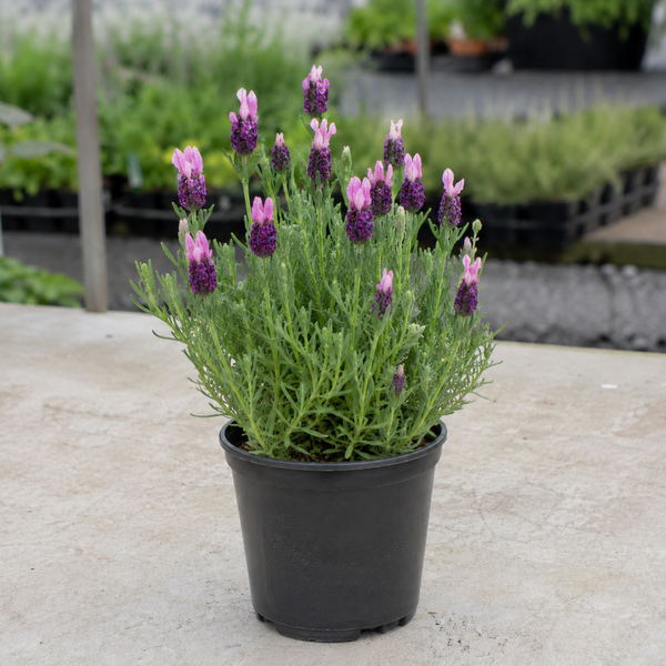 LAVENDER 'PINK QUEEN'
