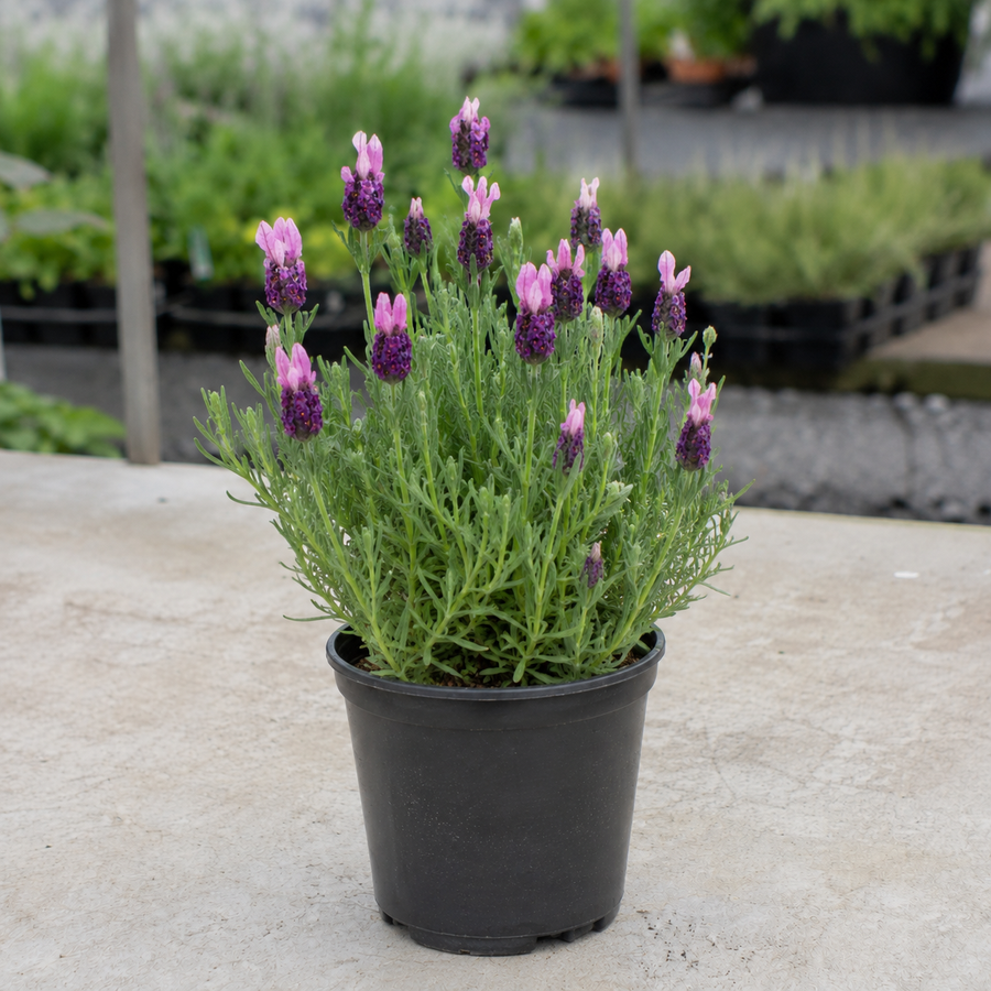 LAVENDER 'PINK QUEEN'