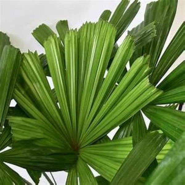 LICUALA RAMSAYI – FAN PALM Sydney's Plant Market