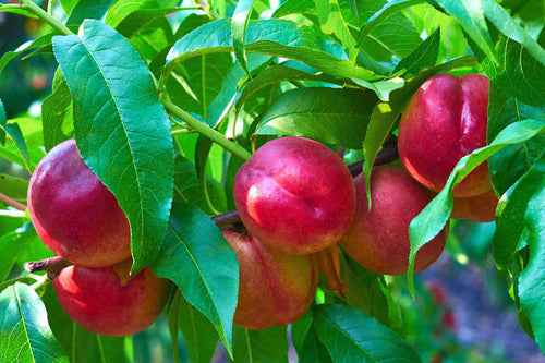 FANTASIA NECTARINE Sydney's Plant Market