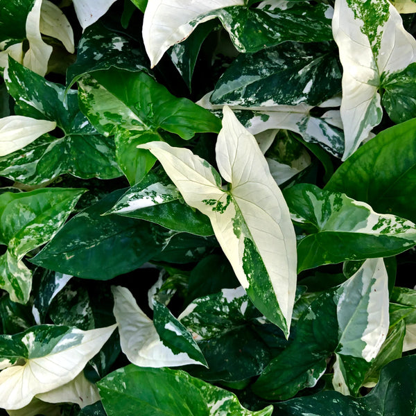 SYNGONIUM FANTASY