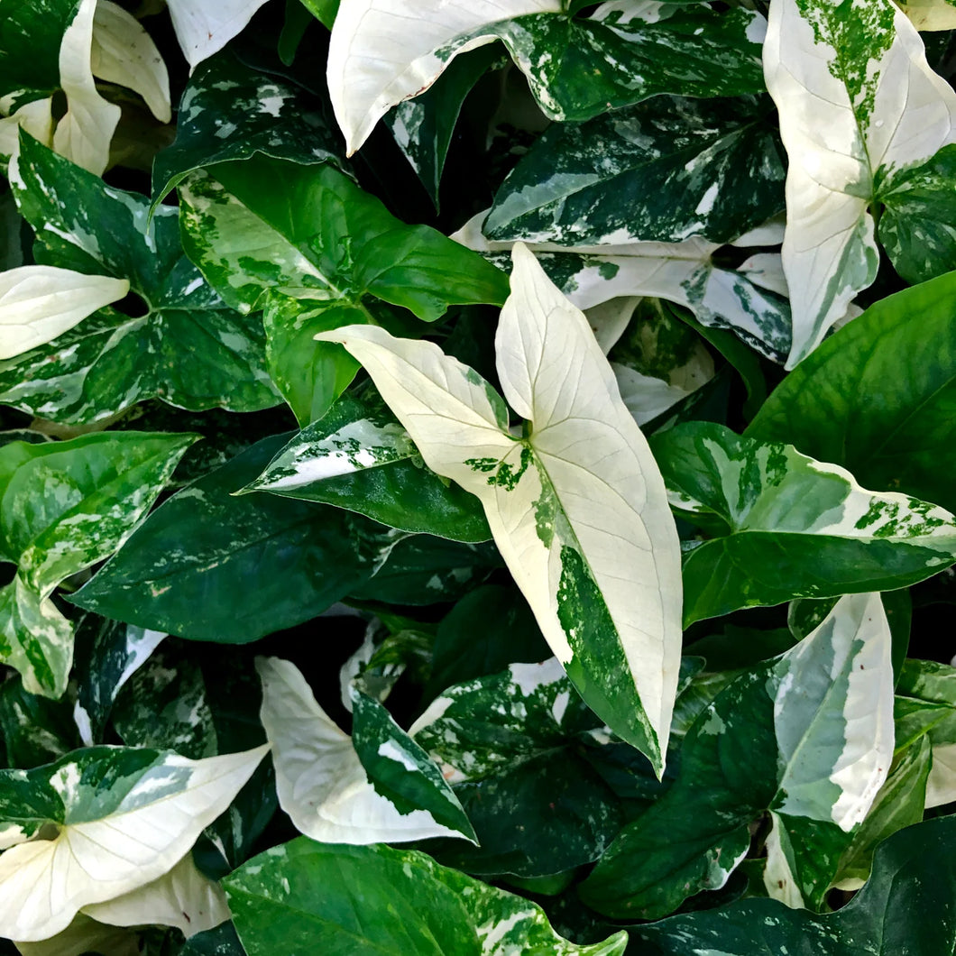 SYNGONIUM FANTASY