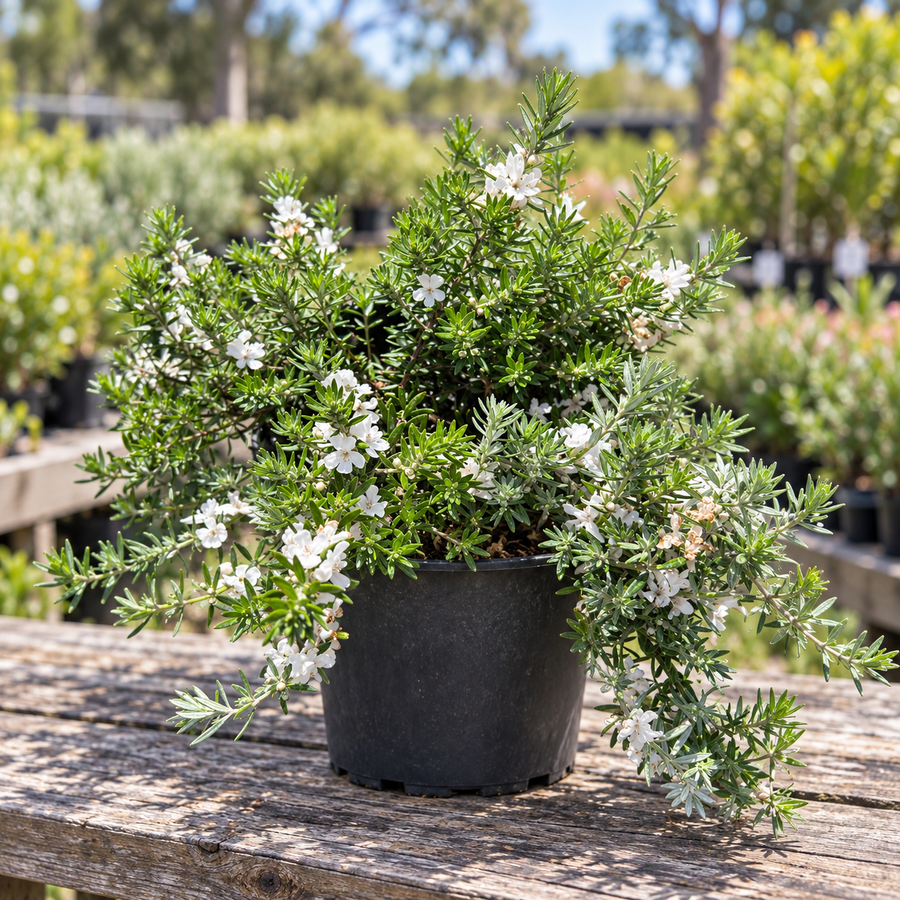 WESTRINGIA FRUTICOSA 'LOW HORIZON'