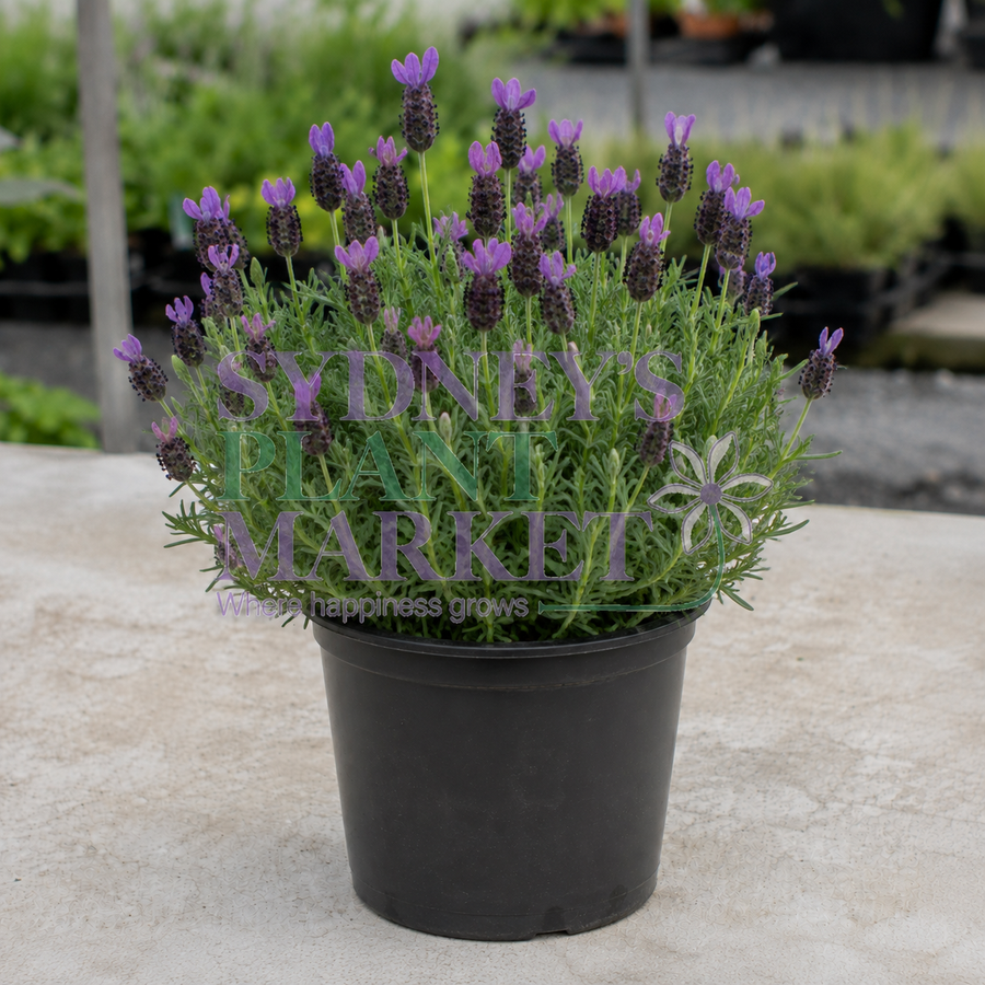 LAVENDER BIG NIGHT 200mm