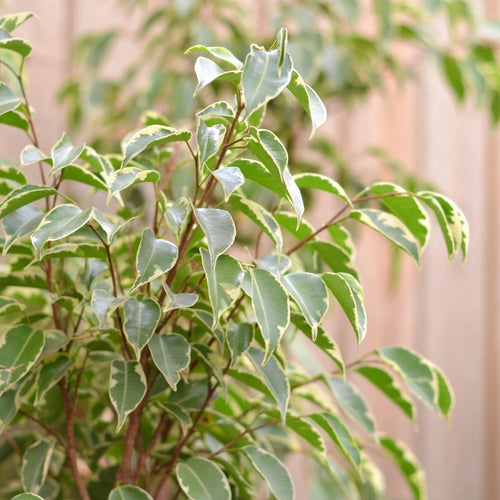 Ficus Benjamina Variegata Sydney's Plant Market