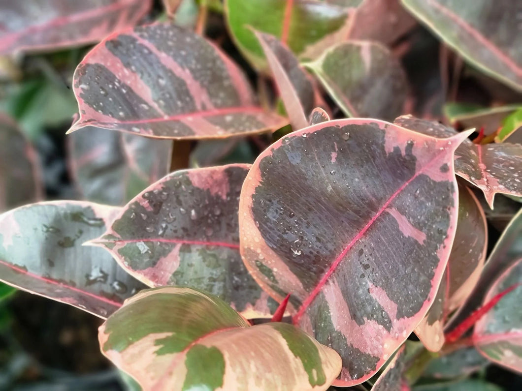 FICUS ELASTICA RUBY Sydney's Plant Market