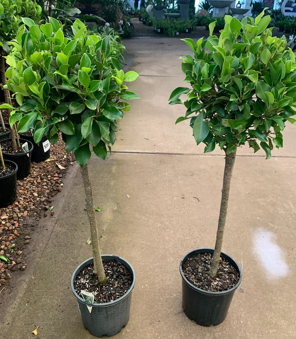 FICUS EMERALD STANDARD Sydney's Plant Market