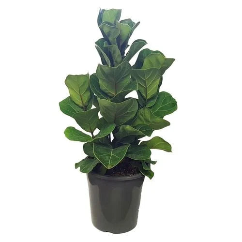 17.5CM FIDDLE LEAF FIG