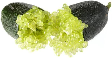 FINGER LIME CITRUS AUSTRALASCIA Sydney's Plant Market