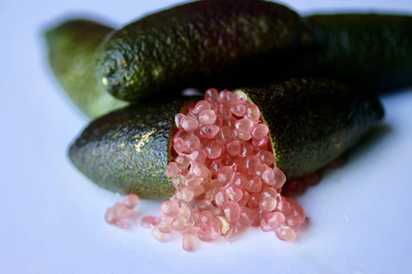 FINGER LIME PINK CRYSTAL Sydney's Plant Market