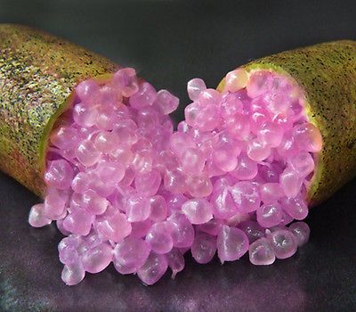 FINGER LIME PINK ICE Sydney's Plant Market