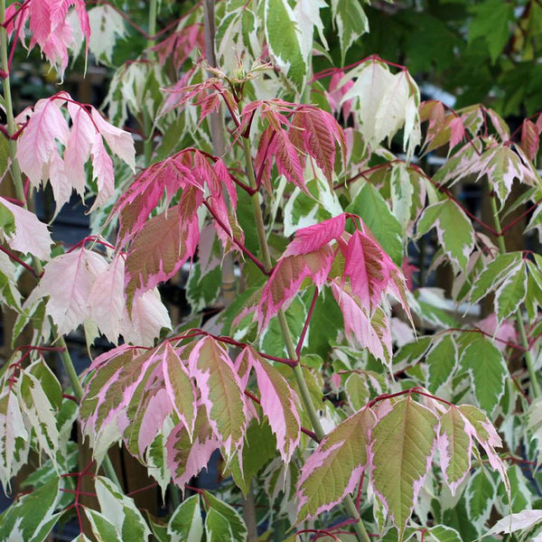 ACER PINK FLAMINGO