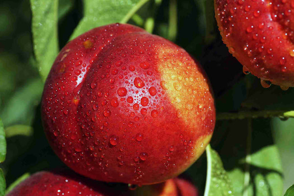 FLAVORTOP NECTARINE Sydney's Plant Market