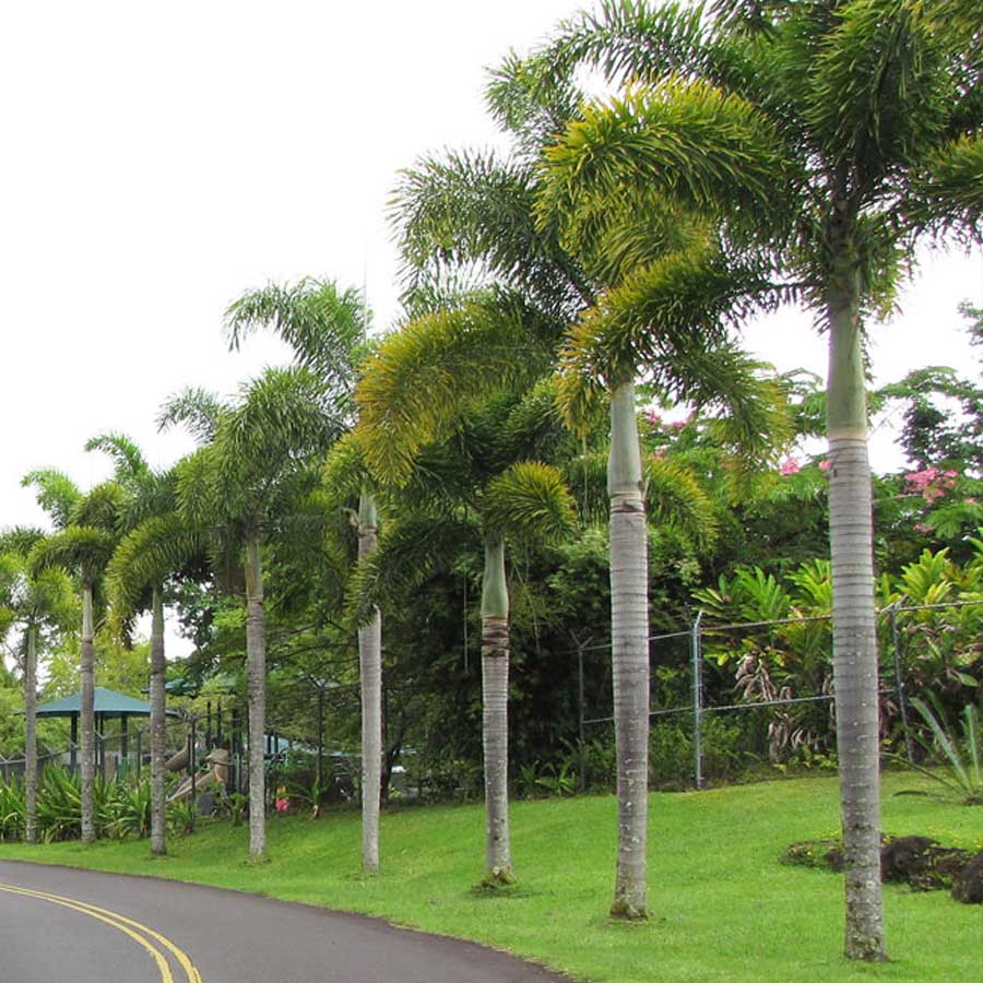 WODYETIA BIFURCATA - FOXTAIL PALM