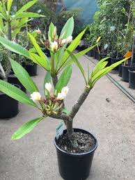 BRIBIE FRANGIPANI 200MM Sydney's Plant Market