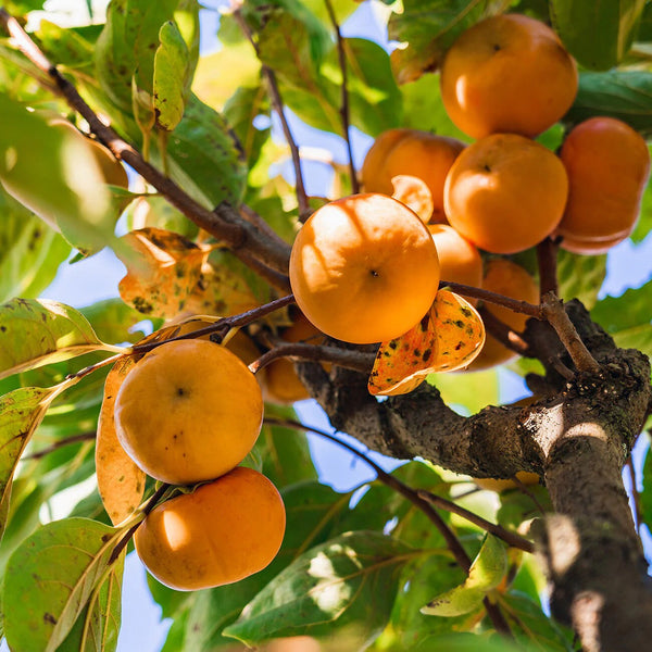 FUYU PERSIMMON TREE Sydney's Plant Market