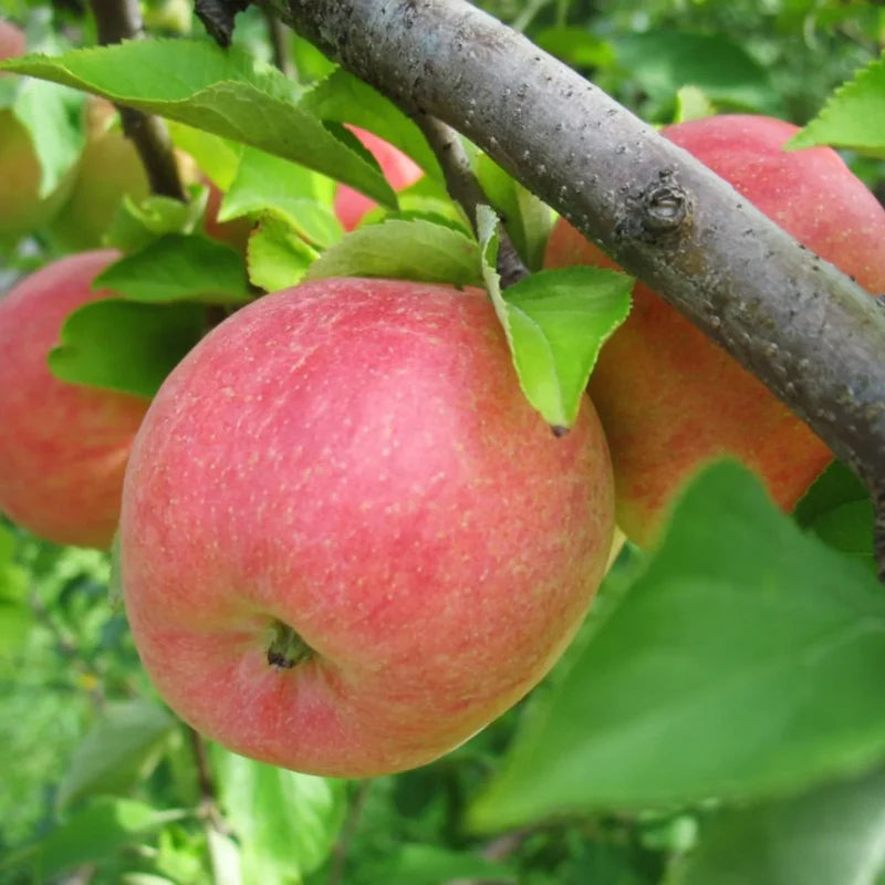2 WAY APPLE GALA- RED FUJI