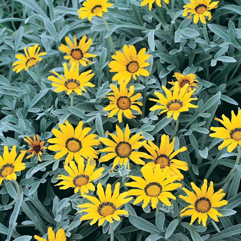 GAZANIA TOMENTOSA