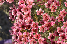 Load image into Gallery viewer, Chamelaucium SARAH&#39;S DELIGHT™ - waxflower
