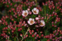 Load image into Gallery viewer, Chamelaucium SARAH&#39;S DELIGHT™ - waxflower
