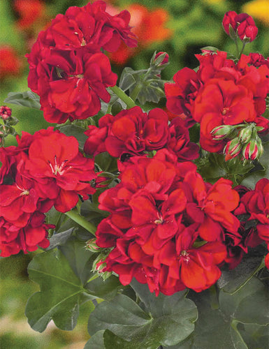 GERANIUM GREAT BALLS OF FIRE BASKET Sydney's Plant Market