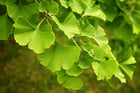 GINKGO BILOBA MAIDENHAIR TREE