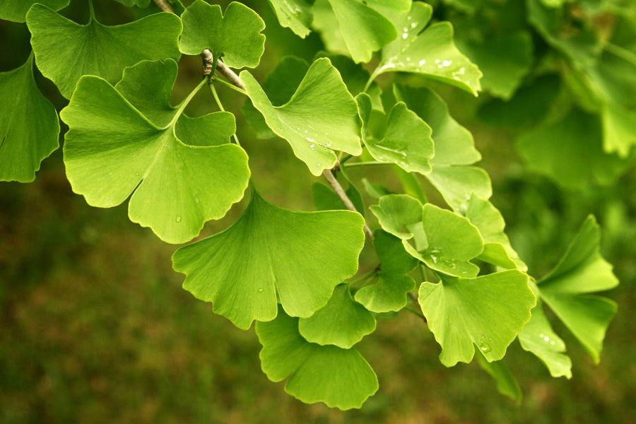 GINKGO BILOBA MAIDENHAIR TREE