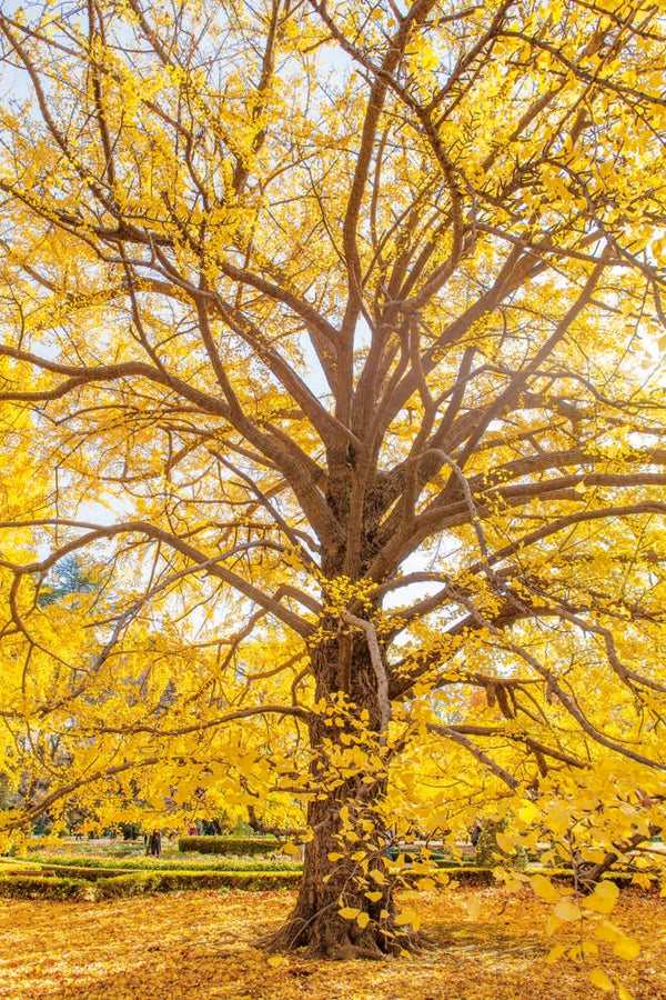 GINKGO BILOBA MAIDENHAIR TREE