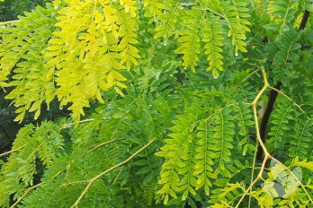 ULMUS GLABRA LUTESCENS - GOLDEN ELM 300MM