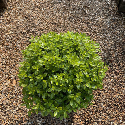 PITTOSPORUM GOLFBALL 140MM Sydney's Plant Market