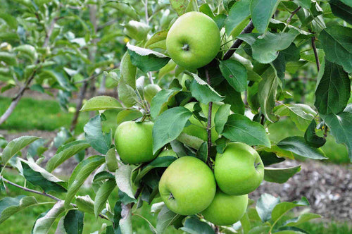 GRANNY SMITH APPLE Sydney's Plant Market