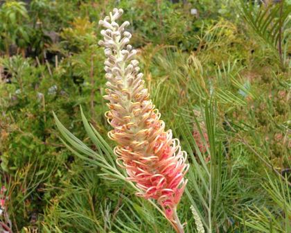 GREVILLEA FLAMINGO