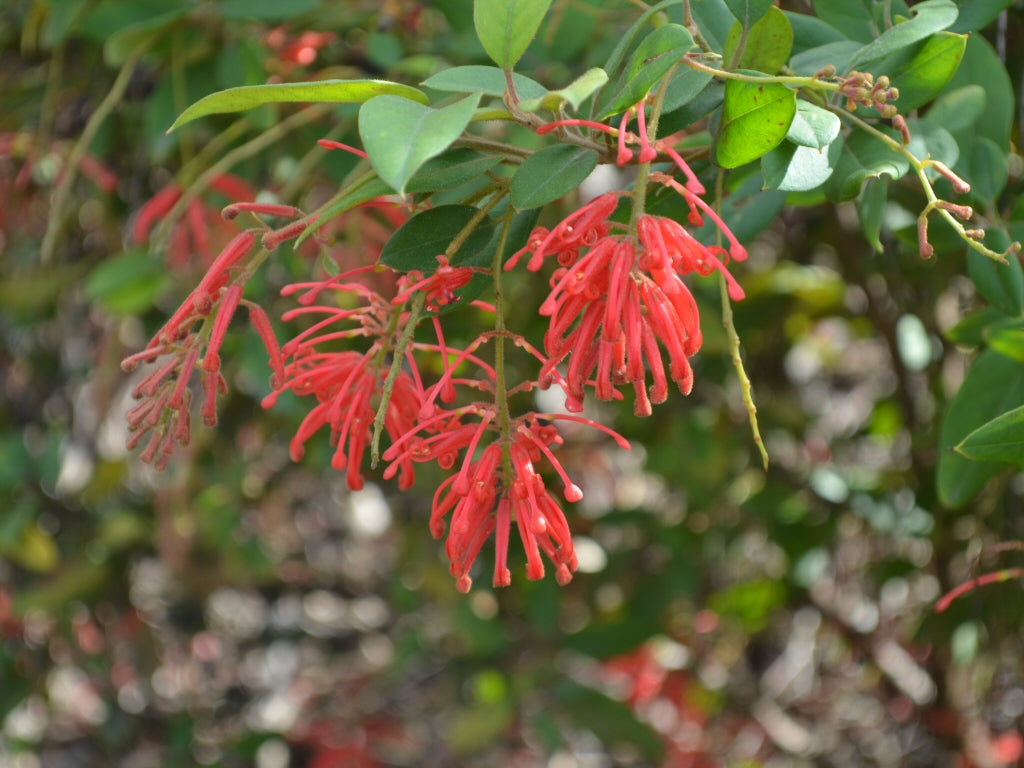 GREVILLEA DEUA FLAME