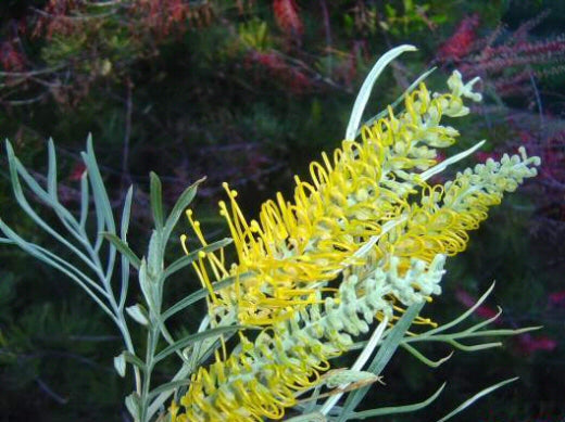GREVILLEA BUSH LEMON