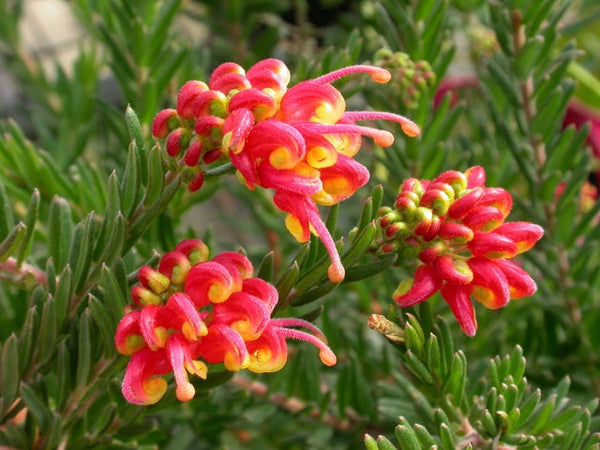 GREVILLEA FIREWORKS Sydney's Plant Market
