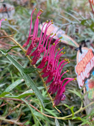 GREVILLEA BRONZE RAMBLER