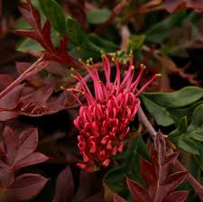 GREVILLEA FISHBONE FLAT