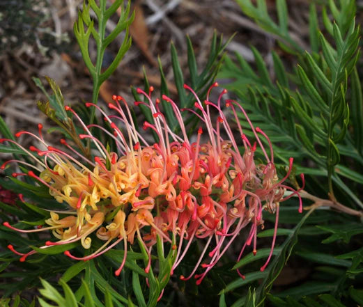 GREVILLEA LOOPY LOU Sydney's Plant Market