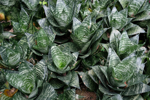 Sanseveria Hanii Sydney's Plant Market