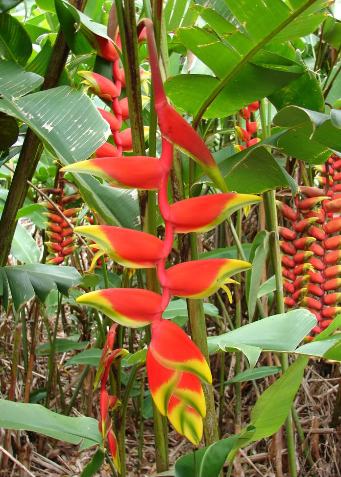 HELICONIA SUBULATA