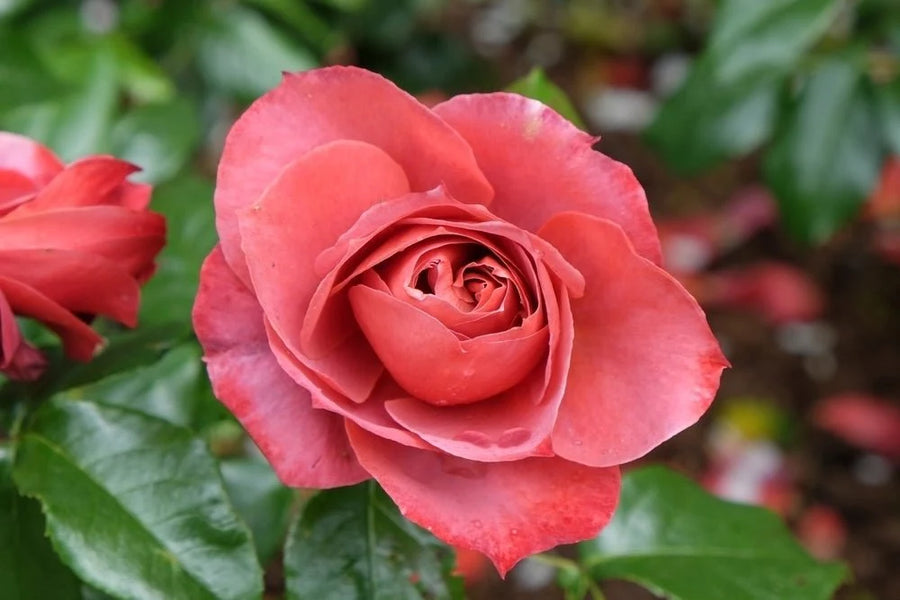 ROSA 'HOT CHOCALATE' ROSE