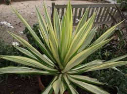 FURCRAEA FOETIDA 300MM Sydney's Plant Market