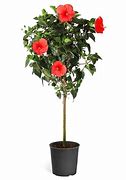 HIBISCUS STANDARD 300MM - RED
